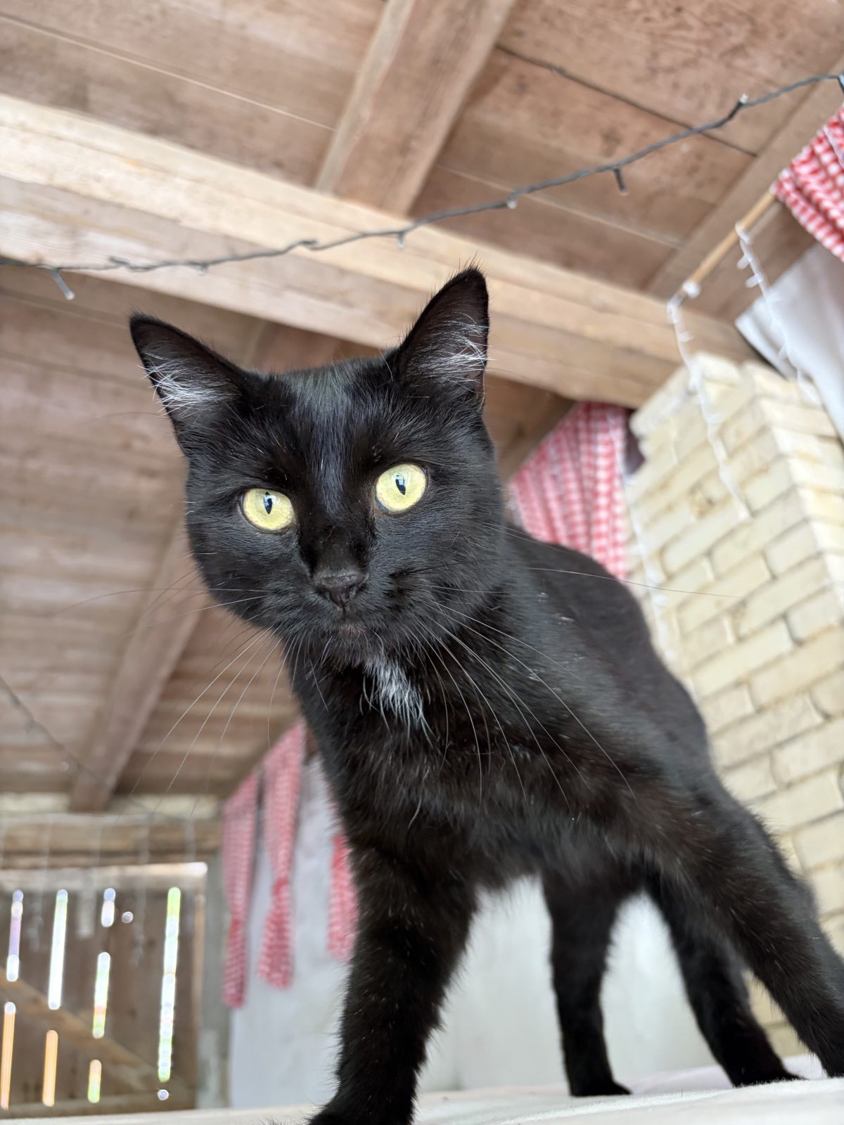 Schwarze Katze liegt ausgestreckt in einer Scheune
