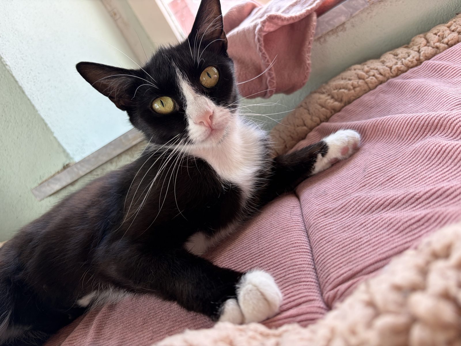 Schwarz-weiße Katze mit gelben Augen liegt zusammengerollt