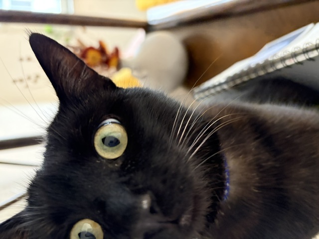 Schwarze Katze guckt in die Kamera