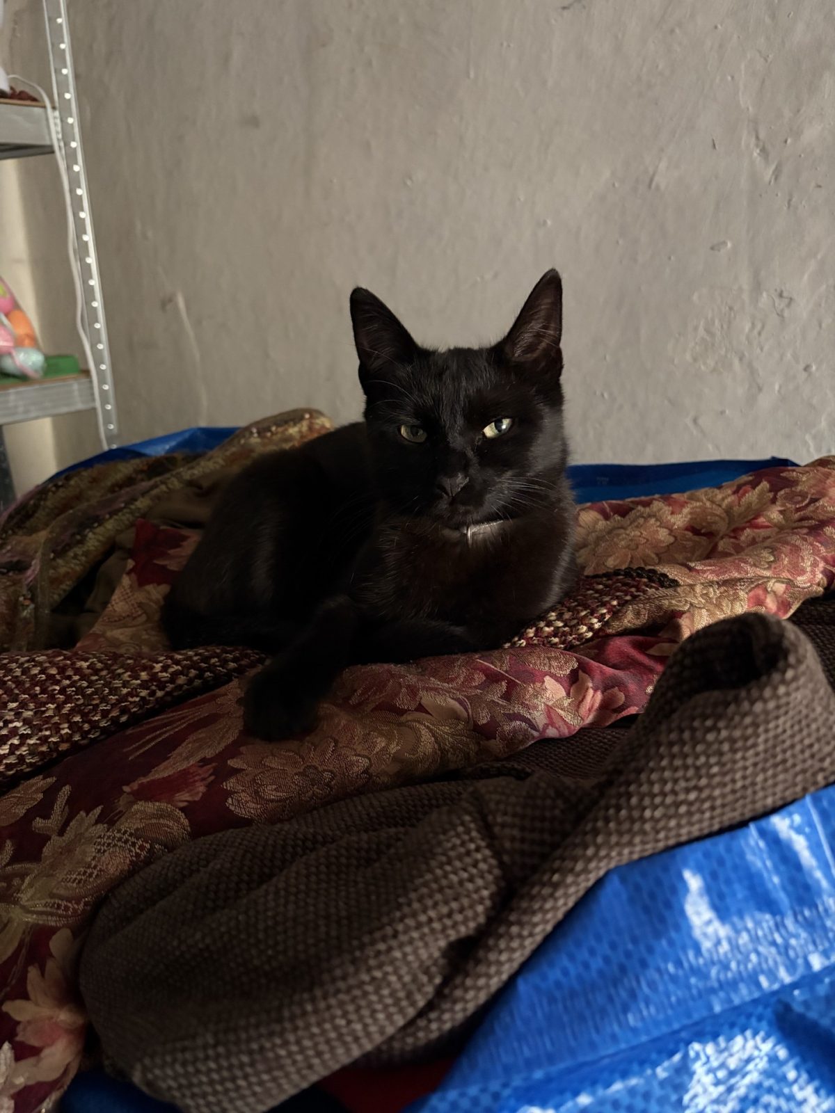 Junge Katze liegt auf Klamotzkis / Bekleidung