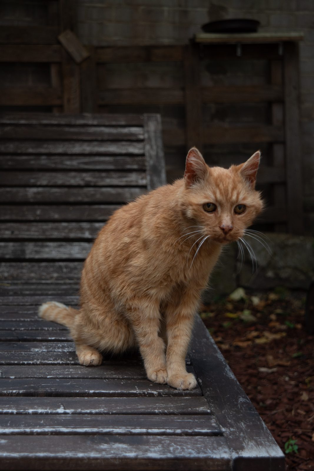 Rot-weiß getigerte Katze mit bernsteinfarbenen Augen