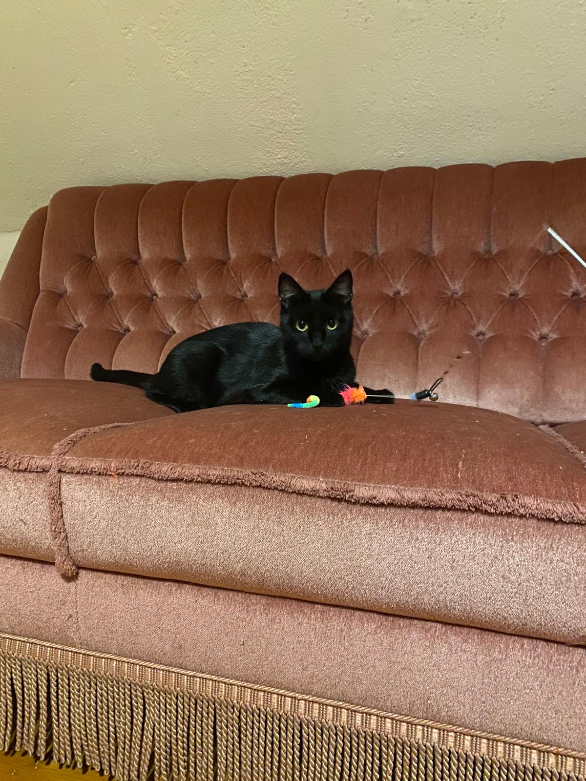 Schwarze Katze sitzt aufrecht auf einer Decke