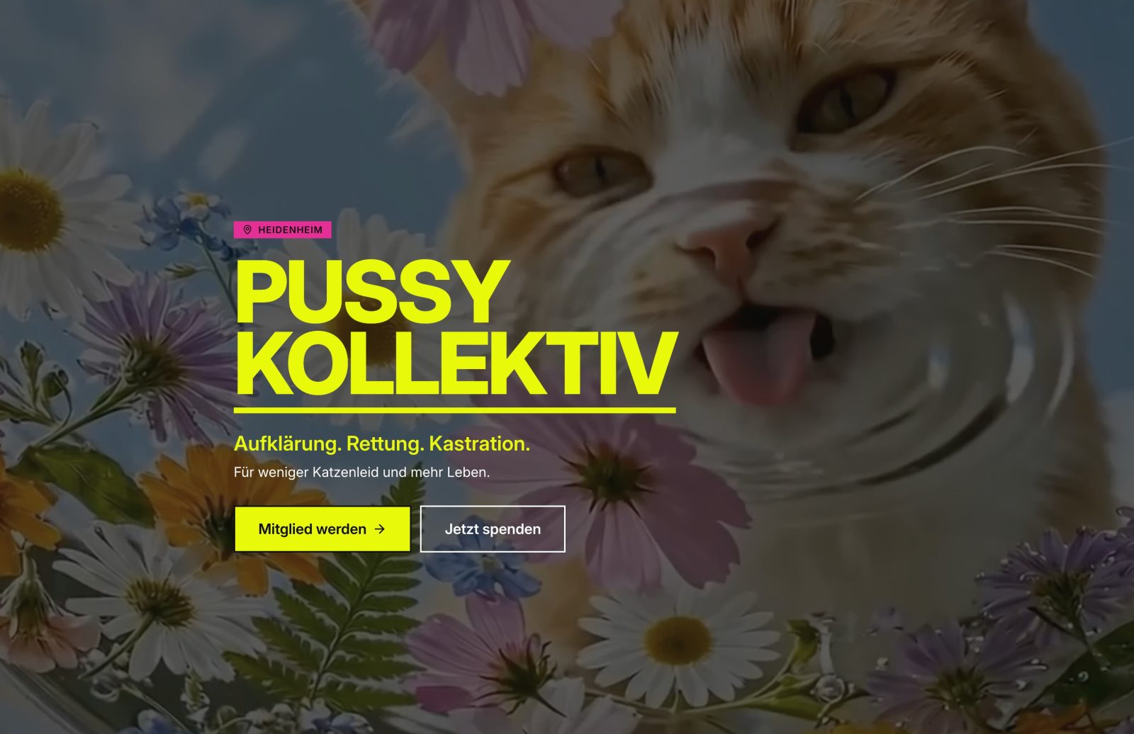 Bild von pussykollektiv homepage