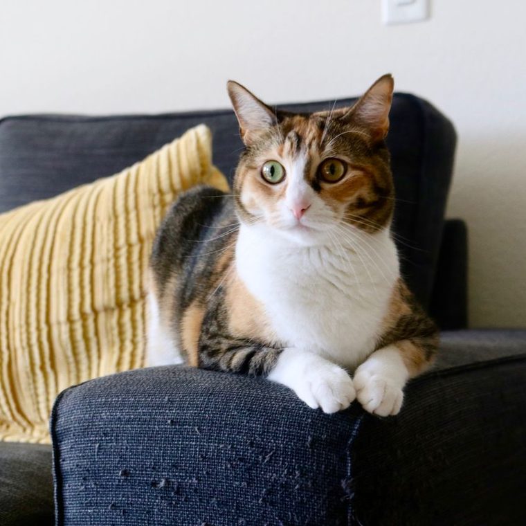 Dreifarbige Katze liegt entspannt auf einem hellen Sofa